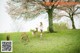 A woman standing in a field with a herd of deer.